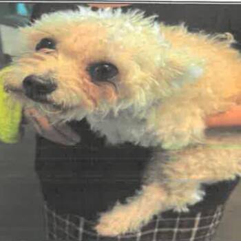 Bichon Frise Dogs Available for Adoption in Los Angeles, California - Temu A2265381 | PetCurious