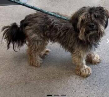 Bingo in TX -  Mixed Breed Dog for Adoption in Cranston, Rhode Island - Bingo In TX | PetCurious