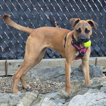 Noelle (Affectionate, Trained, Family-Dog Friendly) -  Rhodesian Ridgeback and Black Mouth Cur Dog for Adoption in Houston, Texas - Noelle (Affectionate, Trained, Family-Dog Friendly) | PetCurious