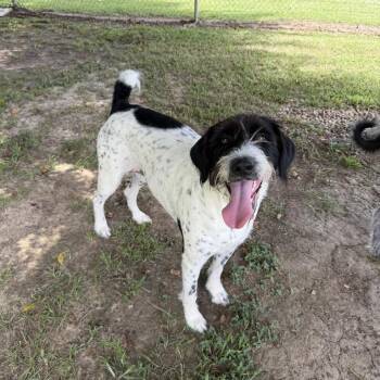 Bellatrix -  Wirehaired Pointing Griffon and Black Mouth Cur Dog for Adoption in Carencro, Louisiana - Bellatrix | PetCurious