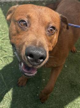 ROSARIO -  German Shepherd Dog and Mixed Breed Dog for Adoption in Texas City, Texas - ROSARIO | PetCurious
