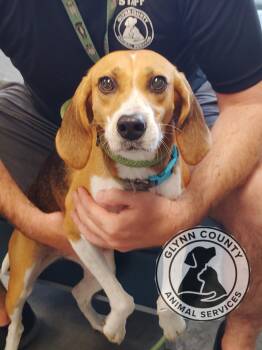 Rescue Treeing Walker Coonhound Dogs for Adoption in Brunswick, Georgia - LOLLI | PetCurious