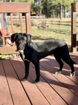 Rescue Labrador Retriever and Hound Dogs for Adoption in Pagosa Springs, Colorado - Izzy | PetCurious
