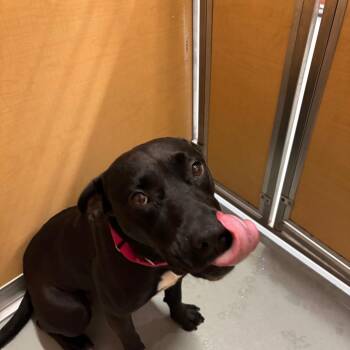Storm -  Mixed Breed Dog for Adoption in Saint Charles, Missouri - Storm | PetCurious