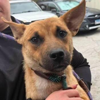 Nyla -  Shepherd Dog for Adoption in Chicago, Illinois - Nyla | PetCurious