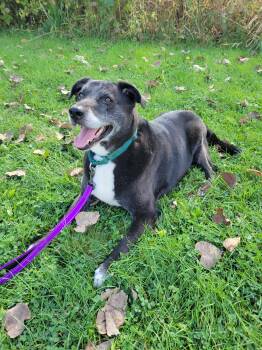 Rescue Black Labrador Retriever Dogs for Adoption in Medina, Ohio - Loki-Not Accepting Applications Yet! | PetCurious