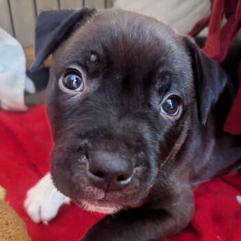 Paco D12365 -  Pit Bull Terrier and Husky Dog for Adoption - Paco D12365 | PetCurious