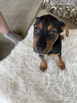 Eliot -  Beagle Dog for Adoption in Florissant, Missouri - Eliot | PetCurious