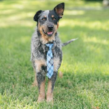 Monte -  Australian Cattle Dog Blue Heeler Dog for Adoption in Houston, Texas - Monte | PetCurious