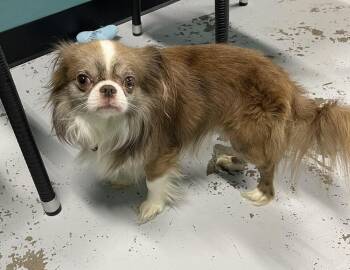 Charlie -  Chihuahua Dog Available for Adoption in Chattanooga, Tennessee - Charlie | PetCurious
