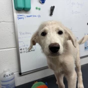 Buttercup -  Great Pyrenees and Mixed Breed Dog for Adoption in Evensville, Tennessee - Buttercup | PetCurious
