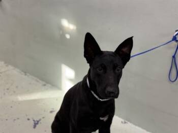 Rescue German Shepherd Dog and Mixed Breed Dogs for Adoption in Houston, Texas - GATOR | PetCurious