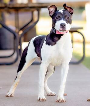 Rescue Terrier Dogs for Adoption in Knoxville, Iowa - Hattie | PetCurious