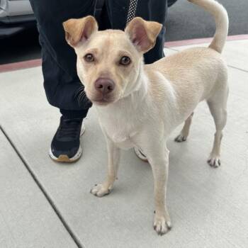 Chihuahua Dogs Available for Adoption in Walnut Creek, California - Dillon | PetCurious