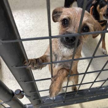 Rosko -  Shih Tzu and Chihuahua Dog for Adoption in Clarksville, Virginia - Rosko | PetCurious