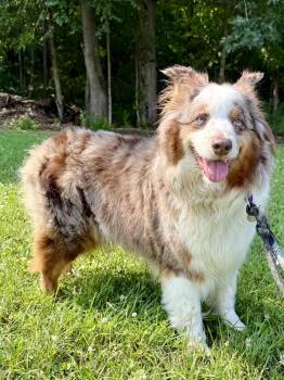 1168 Athenah -  Australian Shepherd Dog for Adoption in Ringwood, Illinois - 1168 Athenah | PetCurious