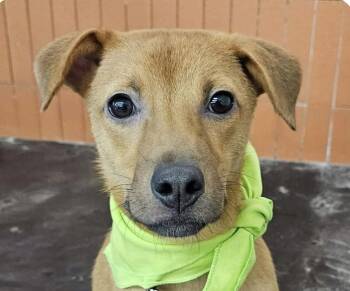 Danny -  Jindo Dog for Adoption in San Ramon, California - Danny | PetCurious