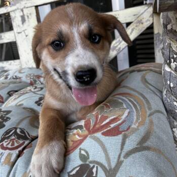 Buddy -  Australian Cattle Dog Blue Heeler and English Coonhound Dog for Adoption - Buddy | PetCurious