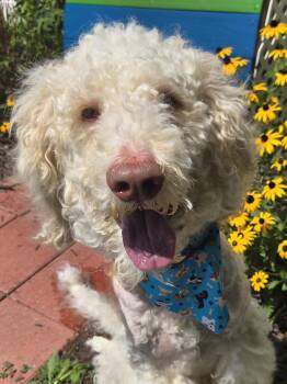 Oliver -  Labradoodle Dog for Adoption in Normal, Illinois - Oliver | PetCurious
