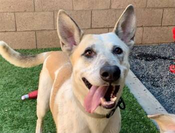 SAVE ME PLEASE Scruffy - IDA553116 -  Shepherd Dog for Adoption in San Marcos, California - SAVE ME PLEASE Scruffy - IDA553116 | PetCurious