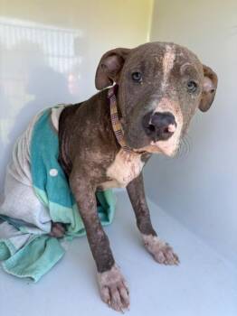 Mcghee -  American Bulldog Dog for Adoption in Mobile, Alabama - Mcghee | PetCurious