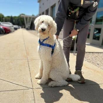 Poodle Dogs Available for Adoption in Boston, Massachusetts - BRONX | PetCurious