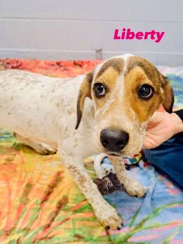 Liberty -  Mixed Breed Dog for Adoption in Rock Hill, New York - Liberty | PetCurious