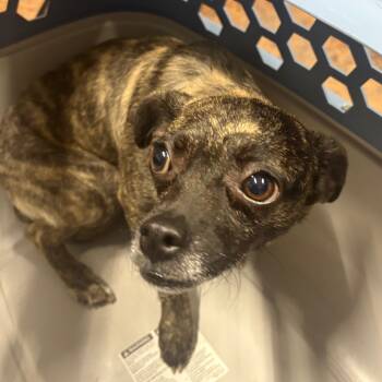 Rescue Chihuahua Dogs for Adoption in Morganton, North Carolina - Girl | PetCurious