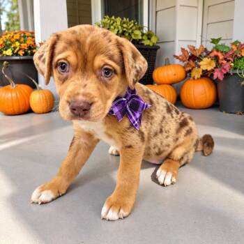 Cappuccino -  Labrador Retriever and Catahoula Leopard Dog Dog for Adoption in Fort Worth, Texas - Cappuccino | PetCurious