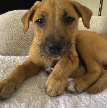 Rescue Labrador Retriever Dogs for Adoption in Pflugerville, Texas - Marley | PetCurious