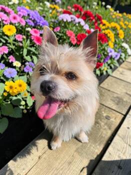 Wheaten Terrier Dogs Available for Adoption - Brownie | PetCurious