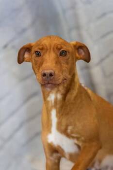 Diamond -  Chihuahua and Mixed Breed Dog for Adoption in Dothan, Alabama - Diamond | PetCurious