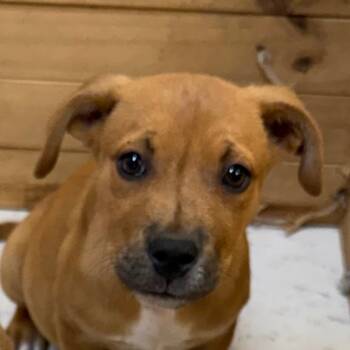 Rescue Pit Bull Terrier Dogs for Adoption in Jacksonville, Arkansas - Lee | PetCurious