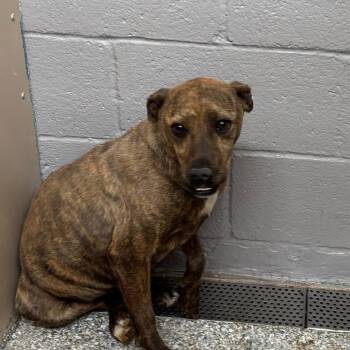 Tigger -  Pit Bull Terrier and Mixed Breed Dog for Adoption in Taos, New Mexico - Tigger | PetCurious