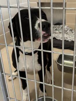 BINO -  Pit Bull Terrier Dog for Adoption in Dayton, Ohio - BINO | PetCurious