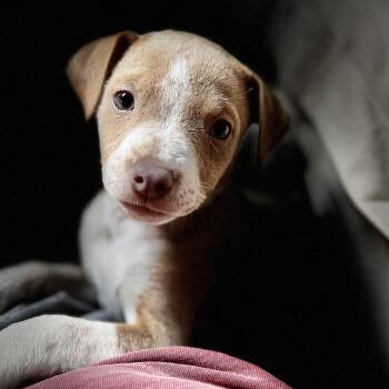 Lexi -  Beagle and Labrador Retriever Dog for Adoption in Greensboro, North Carolina - Lexi | PetCurious