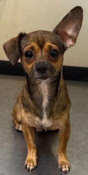 Mouse -  Mixed Breed Dog for Adoption in Ocala, Florida - Mouse | PetCurious