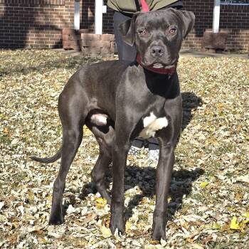 Rescue Black Labrador Retriever and Pit Bull Terrier Dogs for Adoption in Waterloo, Iowa - Brax | PetCurious