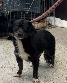 Gator -  Papillon and Mixed Breed Dog for Adoption in Saint Clairsville, Ohio - Gator | PetCurious