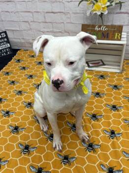 Yo Diggety -  Mixed Breed Dog for Adoption in Detroit, Michigan - Yo Diggety | PetCurious