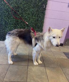 61687517 -  Husky and Mixed Breed Dog for Adoption in El Paso, Texas - 61687517 | PetCurious