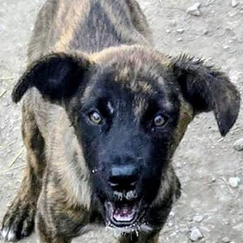 Joanie (20260920-01) -  Labrador Retriever Dog for Adoption in Niagara Falls, Ontario - Joanie (20260920-01) | PetCurious