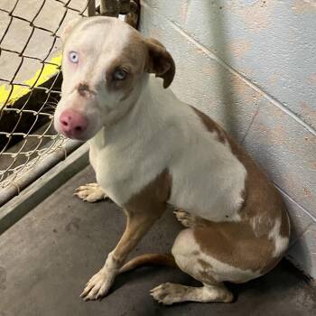 COH-A-68870 -  Mixed Breed Dog for Adoption in Volcano, Hawaii - COH-A-68870 | PetCurious