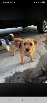 Tucker -  Terrier Dog for Adoption in Miami, Florida - Tucker | PetCurious