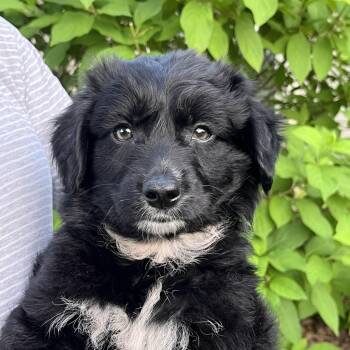 Jace -  Retriever and Mixed Breed Dog for Adoption in Minneapolis, Minnesota - Jace | PetCurious