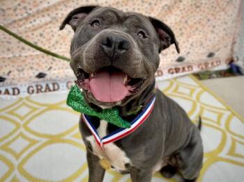 BUTTERBEAN -  Pit Bull Terrier Dog for Adoption in Charlotte, North Carolina - BUTTERBEAN | PetCurious