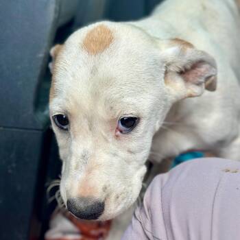 Hindley -  Mixed Breed Dog for Adoption in Columbiana, Alabama - Hindley | PetCurious