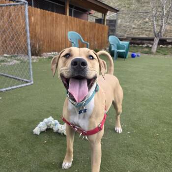 Pit Bull Terrier and Doberman Pinscher Dogs Available for Adoption in Jackson, Wyoming - Tinley | PetCurious