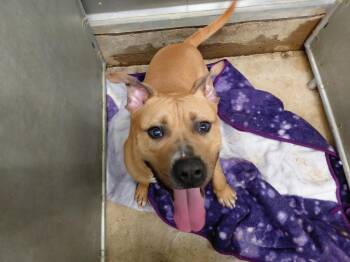 American Bulldog Dogs Available for Adoption in La Porte, Indiana - Tater | PetCurious