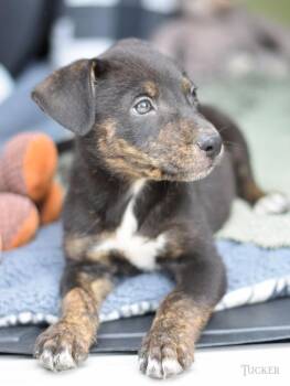 Tucker -  Australian Cattle Dog Blue Heeler Dog for Adoption in Sioux City, Iowa - Tucker | PetCurious